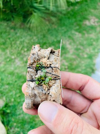 Barbosella miersii