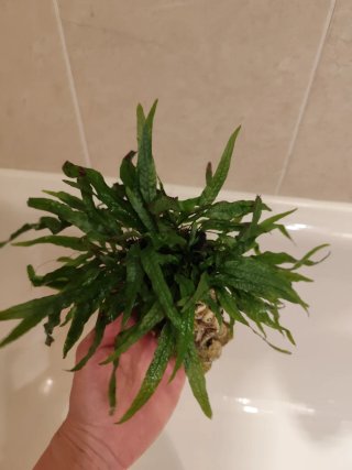 Dos plantas para acuario