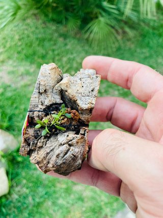 Barbosella gardneri