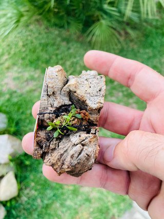 Barbosella gardneri