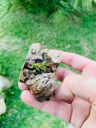 Barbosella gardneri