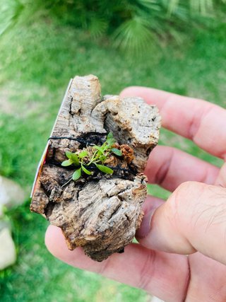Barbosella gardneri