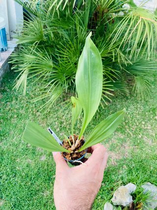 Dracula gorgona
