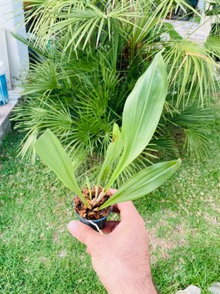Dracula gorgona