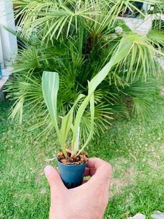 Dracula gorgona