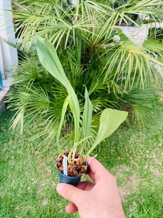 Dracula gorgona
