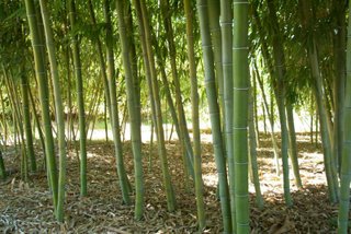 Pianta di bambù cinese Phyllostachys gigante