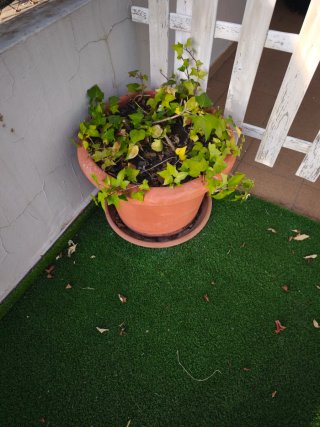 Maceta de terracota con planta