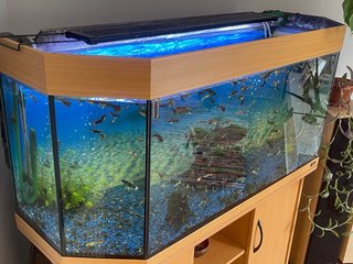 Acuario completo Juwell 240 l con mueble URGE