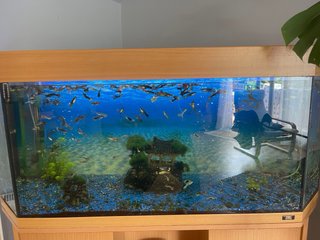 Acuario completo Juwell 240 l con mueble URGE