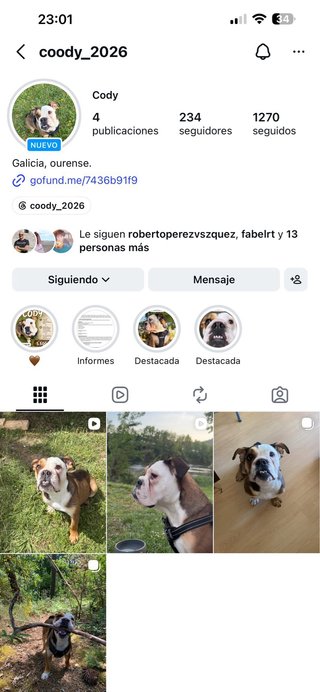 Bulldog Inglés Joven