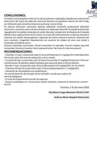 Bulldog Inglés Joven