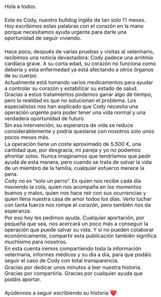 Bulldog Inglés Joven