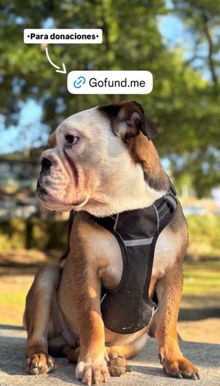 Bulldog Inglés Joven