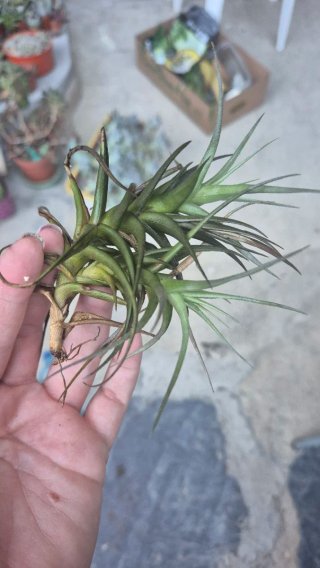Tillandsia planta aérea