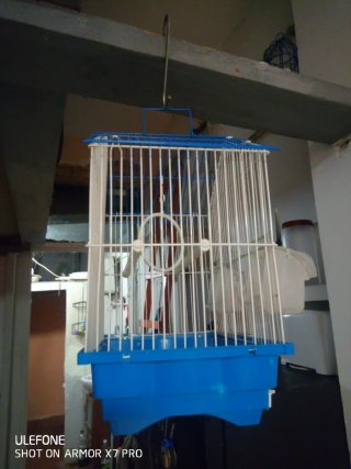 Jaula ocacion
