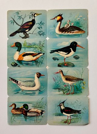 Láminas CROMOS TROQUELADOS KRUGER Aves