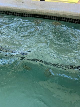 Piscina de obra con revestimiento de gresite.