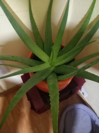 Planta Aloe Vera