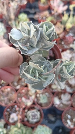 Kalanchoe Rotundiflora 5.5 cm