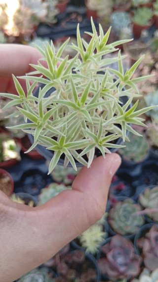 Sedum Linearis Variegata 5.5 cm