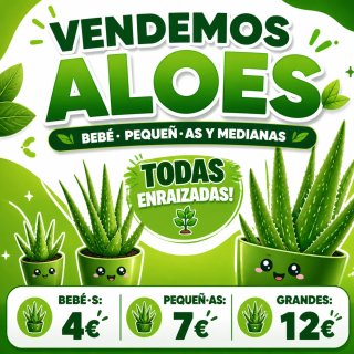 Aloes de varios tipos y tamaños