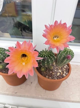 Echinopsis ibridi polloni