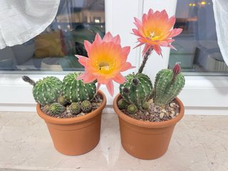 Echinopsis ibridi polloni