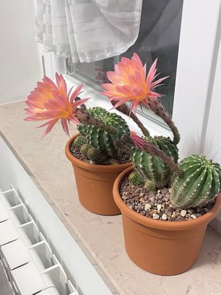 Echinopsis ibridi polloni