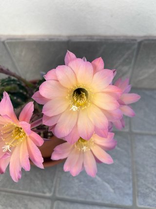 Echinopsis ibridi polloni