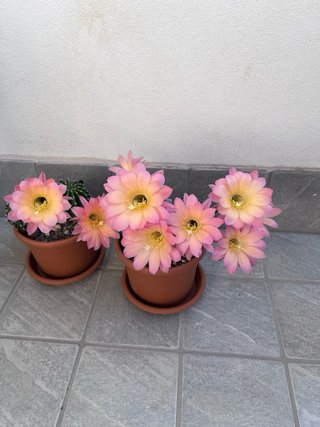 Echinopsis ibridi polloni