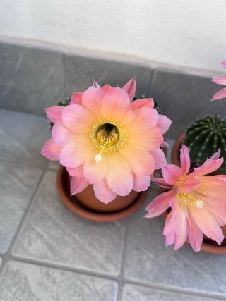 Echinopsis ibridi polloni