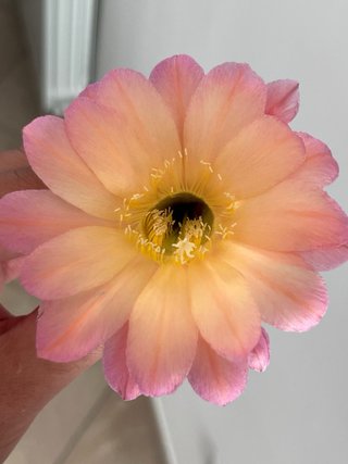 Echinopsis ibridi polloni