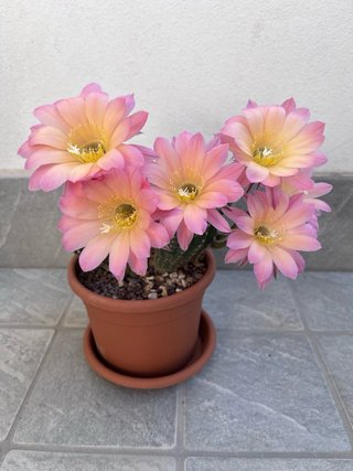 Echinopsis ibridi polloni