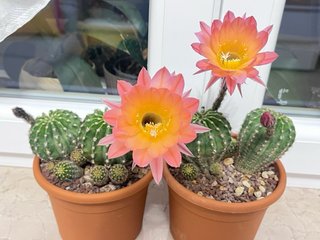 Echinopsis hybrid pianta madre