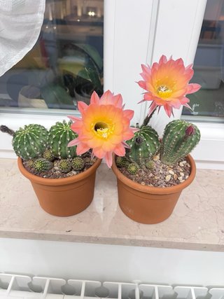 Echinopsis hybrid pianta madre