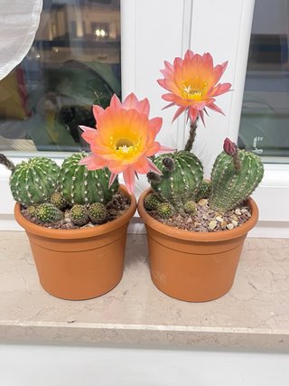 Echinopsis hybrid pianta madre