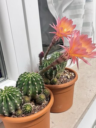 Echinopsis hybrid pianta madre