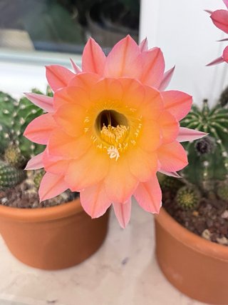 Echinopsis hybrid pianta madre