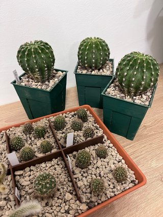 Echinopsis hybrid arancione rosa