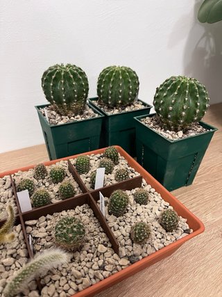 Echinopsis hybrid arancione rosa