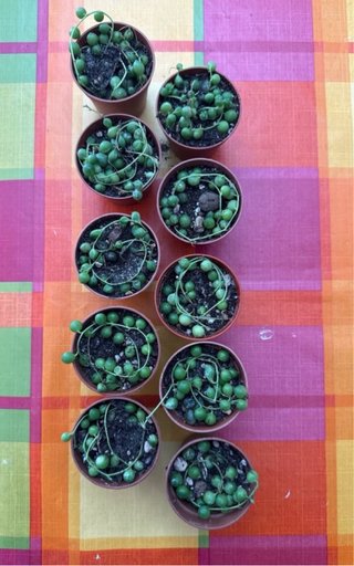 3 Piantine Senecio rowleyanus