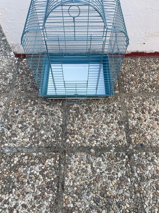 Vendo o cambio  por agapornis,ninfas o periquitos