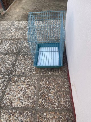 Vendo o cambio  por agapornis,ninfas o periquitos