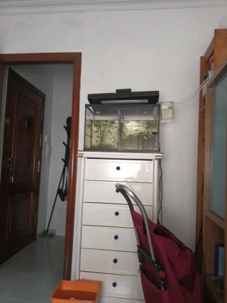 Betta HMPK Pez