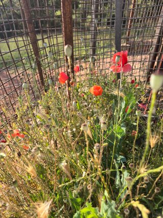 Semillas de amapola roja silvestre alta