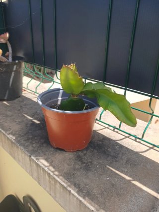 Esqueje de pitaya enraizado