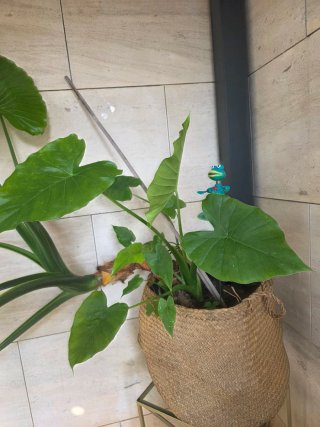Planta Oreja de Elefante Gigante
