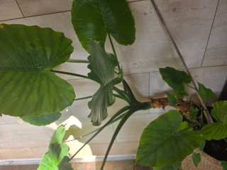 Planta Oreja de Elefante Gigante
