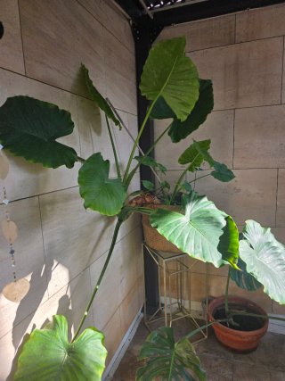 Planta Oreja de Elefante Gigante